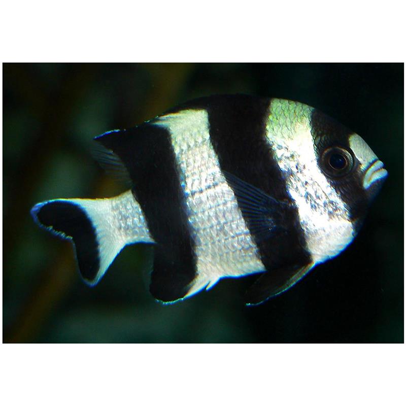 Blacktail Humbug (Dascyllus Melanurus) - imagine 4